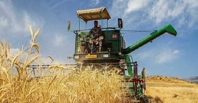 گندم خوراک دام بازار جهانی قیمت گندم قیمت خوراک دام