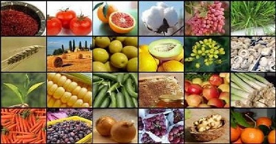 وزارت کشاورزی تولید محصولات کشاورزی کشاورزی قراردادی