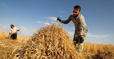 گندم خرید تضمینی قیمت واردات گندم نرخ گندم