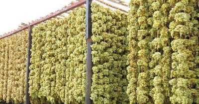 سم انگور کشمش صادرات