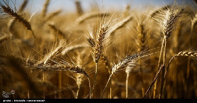روسیه صادرات غلات کرونا