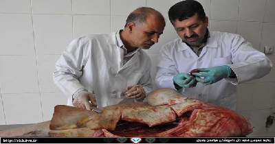 جامعه دامپزشکان کشور پلمپ شهرداری مراکز دامپزشکی