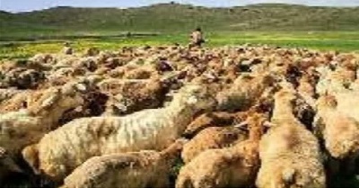 دام زنده واردات تعاون روستایی