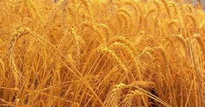 گندم تولید روسیه
