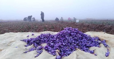 شورای ملی زعفران زعفران صادرات غلامرضا میری