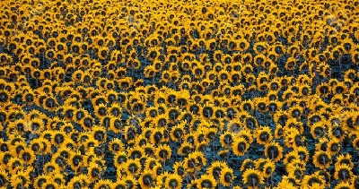 امنیت غذایی نظام صنفی کشاورزی الگوی کشت