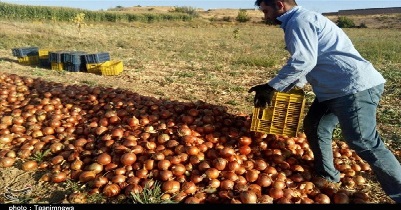 پیاز قیمت پیاز خرید تضمینی پیاز تعاونی روستایی