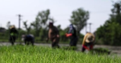 برنج کمباین برنج تولید صنعت کمباین سازی