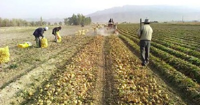 کشاورزی استارتاپ وزارت کشاورزی واسطه گری