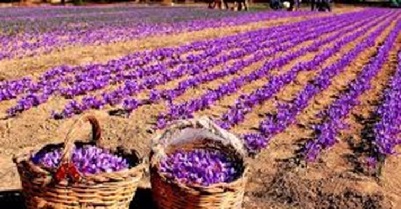 زعفران جهاد کشاورزی تعاون روستایی