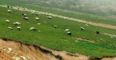 تولید افزایش تولید دام سبک تولید شیر