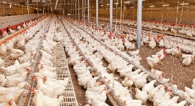 کرونا مرغداران بدهی بانکی دولت بانک کشاورزی
