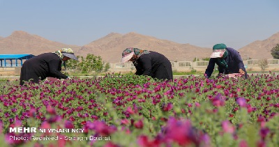 گیاهان دارویی زنان روستایی جهاد کشاورزی
