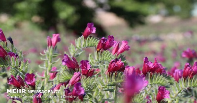 گیاهان دارویی جهاد کشاورزی سمنان سمنان افزایش کشت گیاهان دارویی