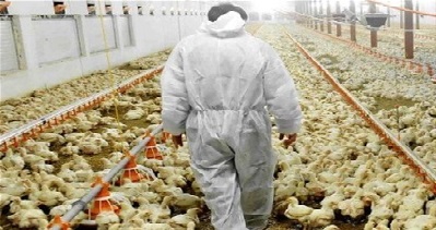 کرونا معدوم کردن مرغ امریکا