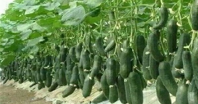 بذر ارز دولتی بذور وارداتی