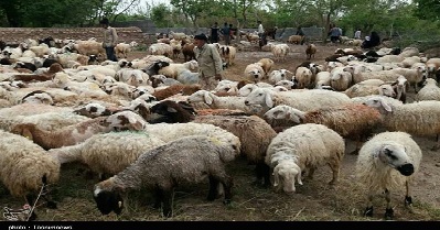 قیمت افزایش مرغ گوشت گوسفندی