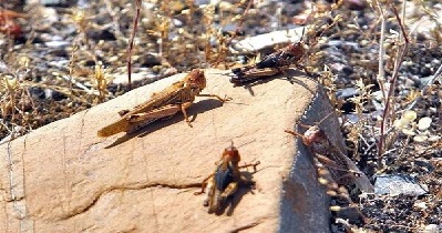 ملخ صحرایی گندم وزارت جهاد کشاورزی
