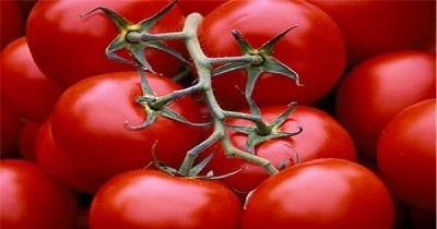 گوجه فرنگی تعاون روستایی خرید حمایتی کرمان