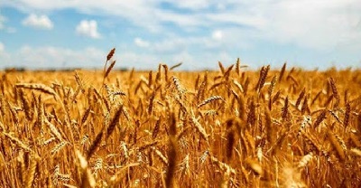 وزارت کشاورزی گندم کشاورزان خرید تضمینی