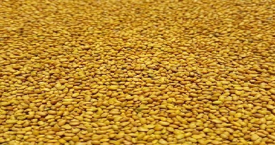 جهاد کشاورزی بذر صنعت بذر